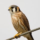 11SB6370 American Kestrel
